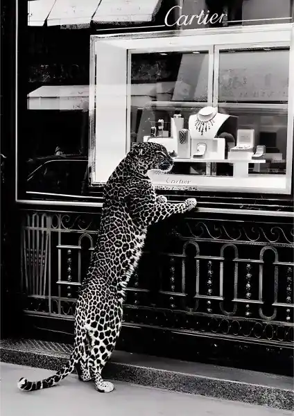 Halpa Hinta Leopardi Cartier Juliste