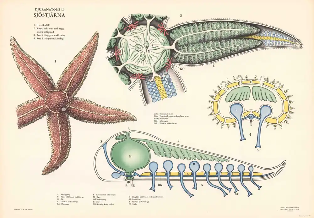 Juliste - Meritähti Anatomia Pakollinen (Must-Have)