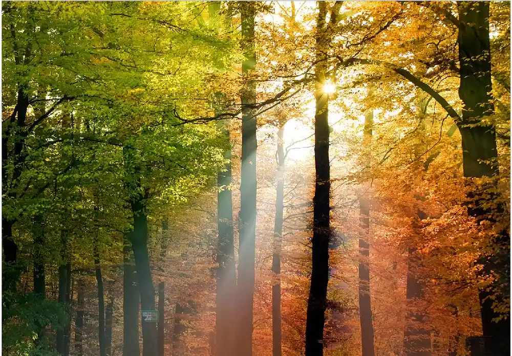 Sisustustarra Artgeist Forest Colours eri kokoja Tilaa Nyt