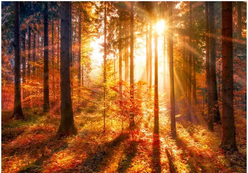 Sisustustarra Artgeist Autumnal Time eri kokoja Edullinen