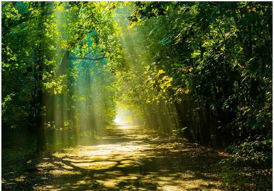 Sisustustarra Artgeist Road in Sunlight eri kokoja Kampanjahinta