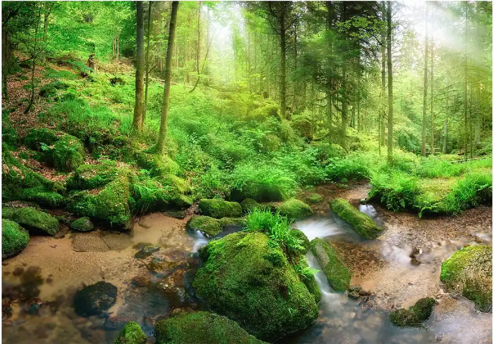 Vain Tänään Sisustustarra Artgeist Humid Forest eri kokoja