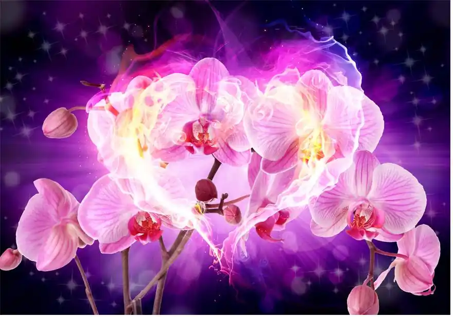 Kuvatapetti Artgeist Orchids in flames eri kokoja Halpa Hinta