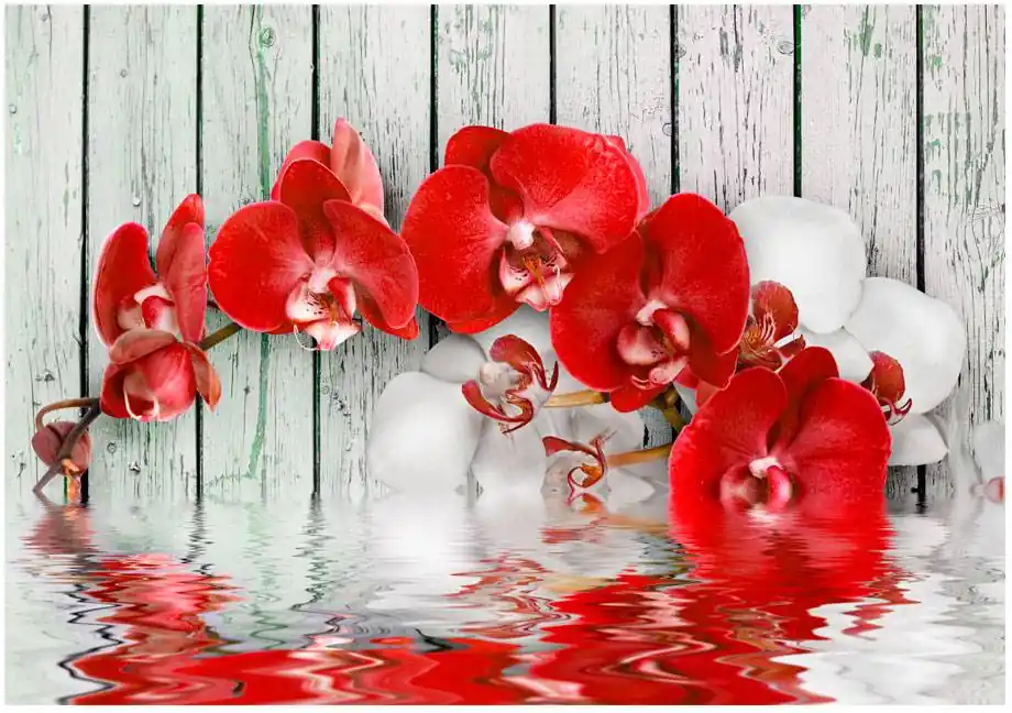 Nopea Toimitus Kuvatapetti Artgeist Ruby orchid eri kokoja
